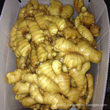 Sinofarm  brand Hot selling air dry ginger with best quality, wholesale air dried ginger in low price to the world